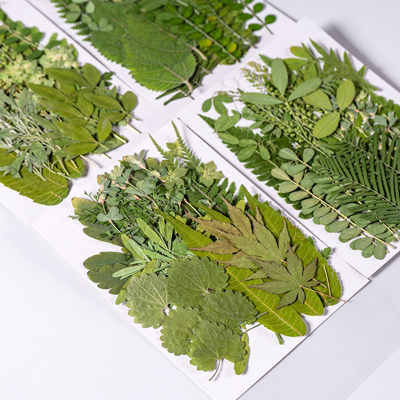 1 セット 35 個押し花ドライフラワー混合葉ハーバリウム樹 - Dried Flower Bulk のレビューと価格